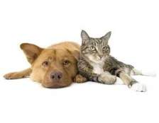 Какой вред приносят блохи?