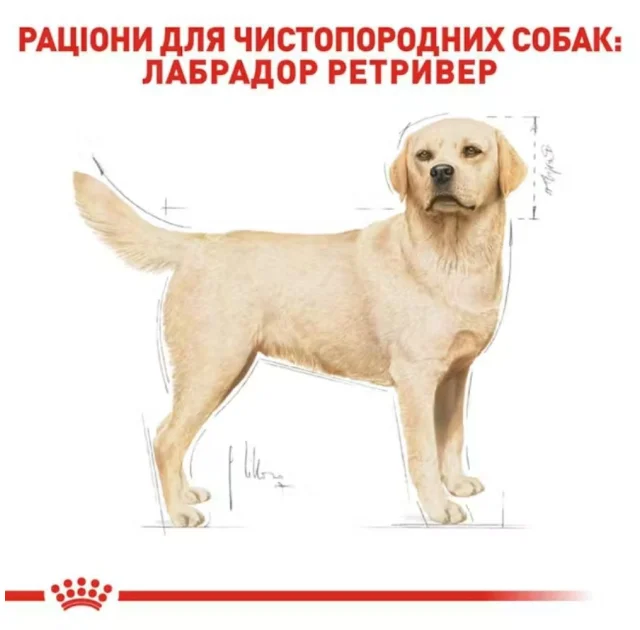 Сухий корм Royal Canin Labrador Retriever Adult для лабрадора, 12 кг