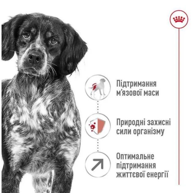Сухий корм Royal Canin Medium Adult 7 + для собак середніх порід старше 7 років, 15 кг