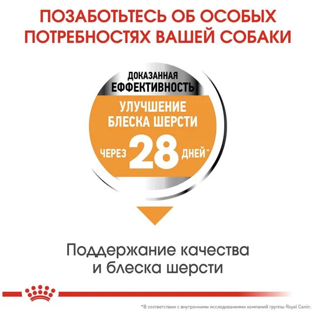 Сухой корм Royal Canin Mini Coat Care для собак мелких пород с тусклой и сухой шерстью, 3 кг