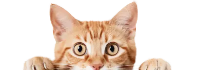 Cat Bottom