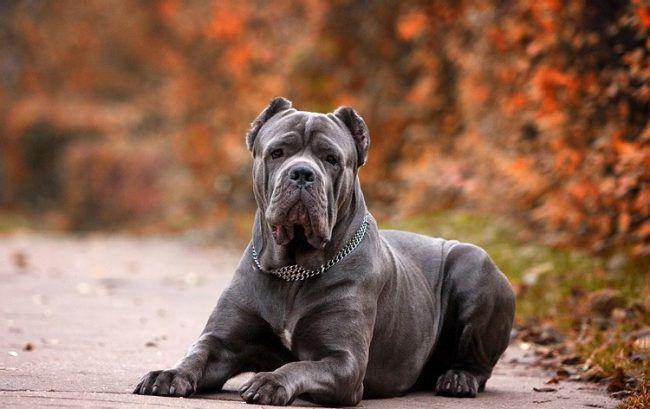 Собака мрія - Кане-Корсо