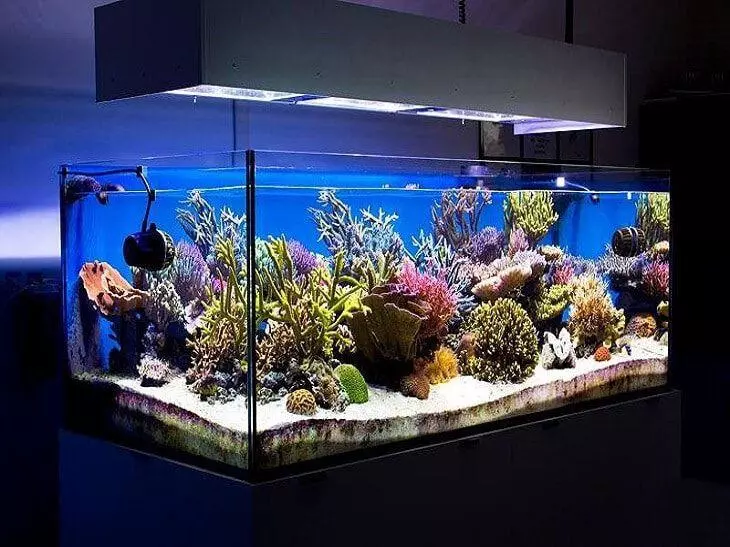 У чому різниця між морськими та прісноводними акваріумами