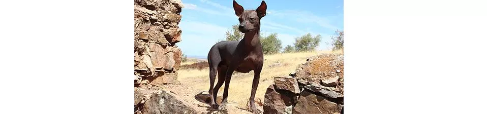 Безшерсті собаки