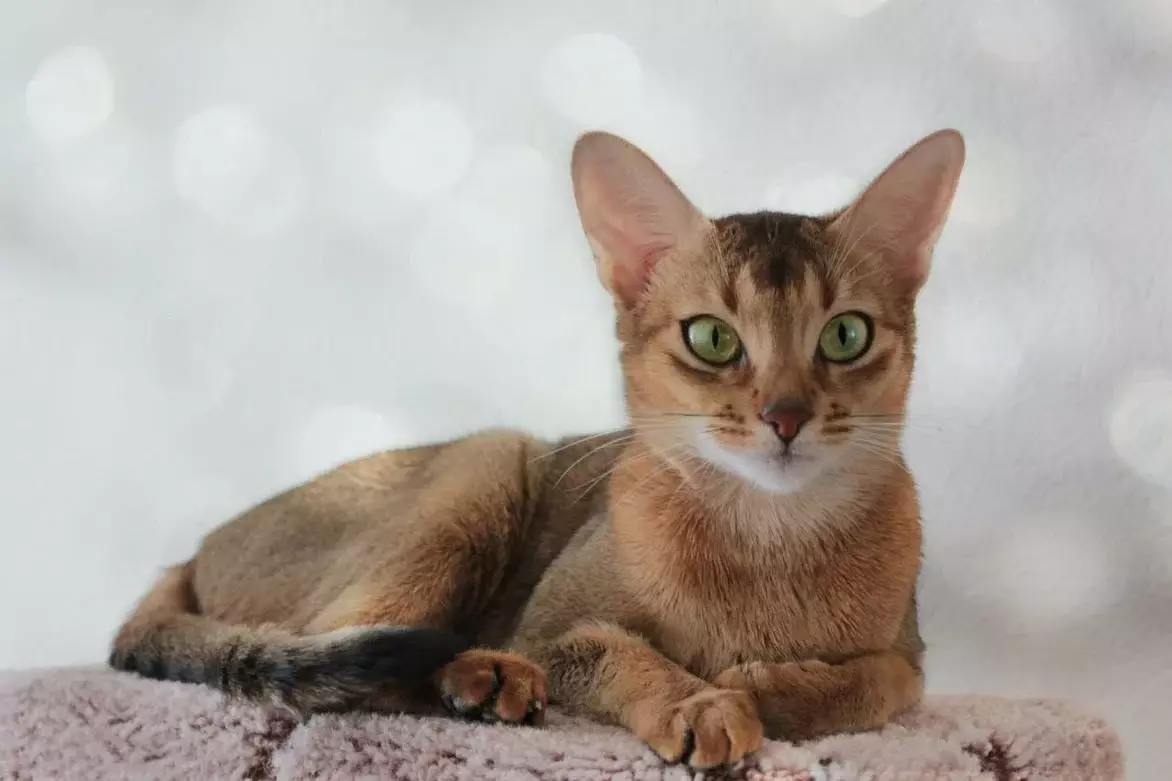 Абіссінська порода кишок