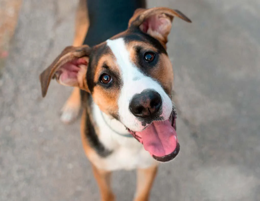 Скільки років живуть собаки