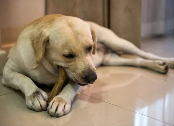 Як правильно чистити зуби собаці