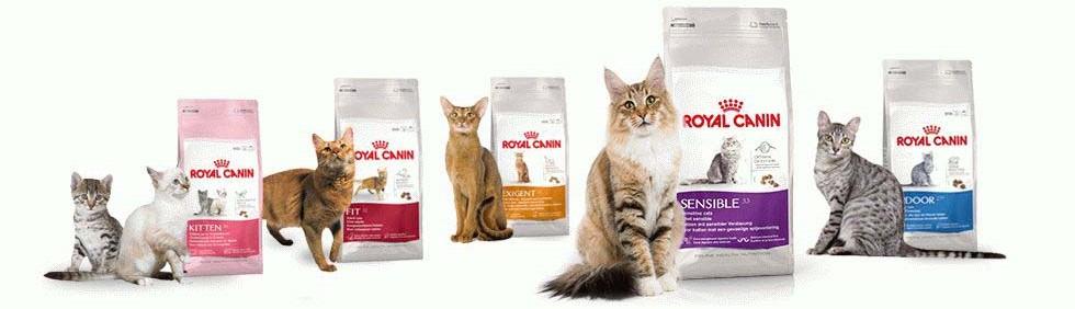 Чем кормить кота — Обзор лучших кормов