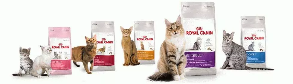 Чим правильно годувати кота - Поради щодо вибору корму