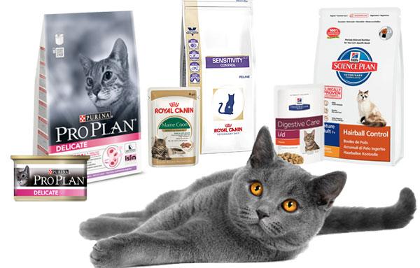 Чем кормить кота — Обзор лучших кормов