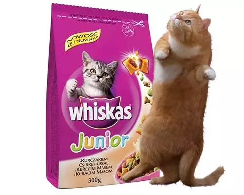 Рейтинг кращих кормів для котів - Огляд торгових марок