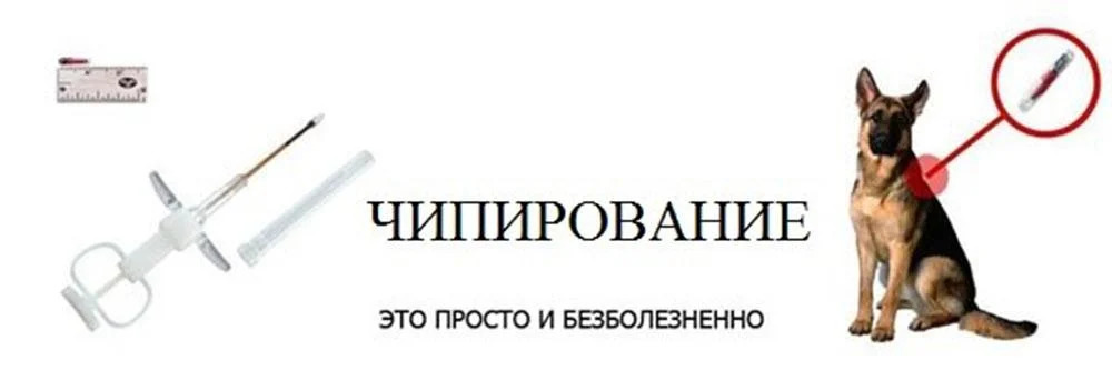 Відчуття собаки при чіпуванні: що варто знати про основні принципи та можливі наслідки