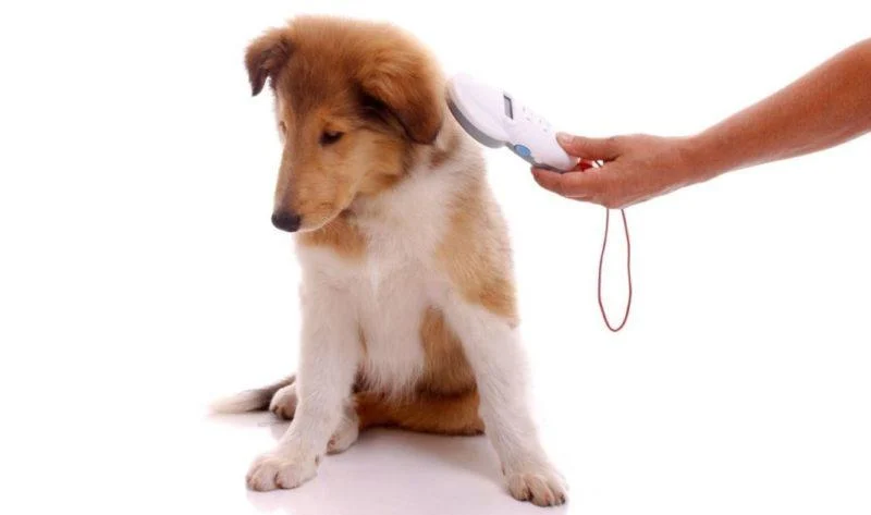 Чіпування собак в Україні - Навіщо потрібні чіпи для собак