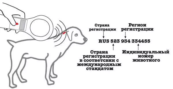 Чіпування собак в Україні - Навіщо потрібні чіпи для собак