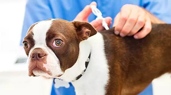 Чіпування собак в Україні - Навіщо потрібні чіпи для собак