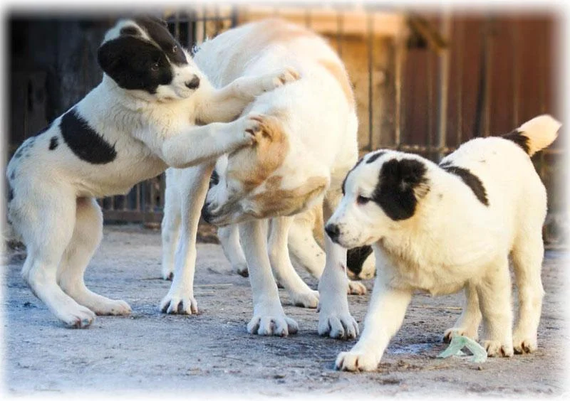 Собака породи алабай Собака породи алабай