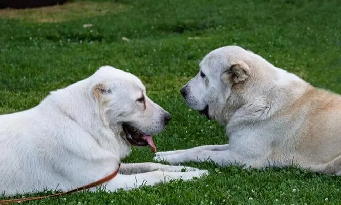 Собака породи алабай Собака породи алабай