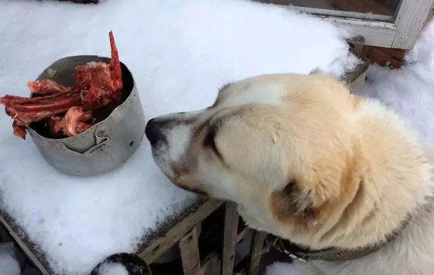 Собака породи алабай Собака породи алабай