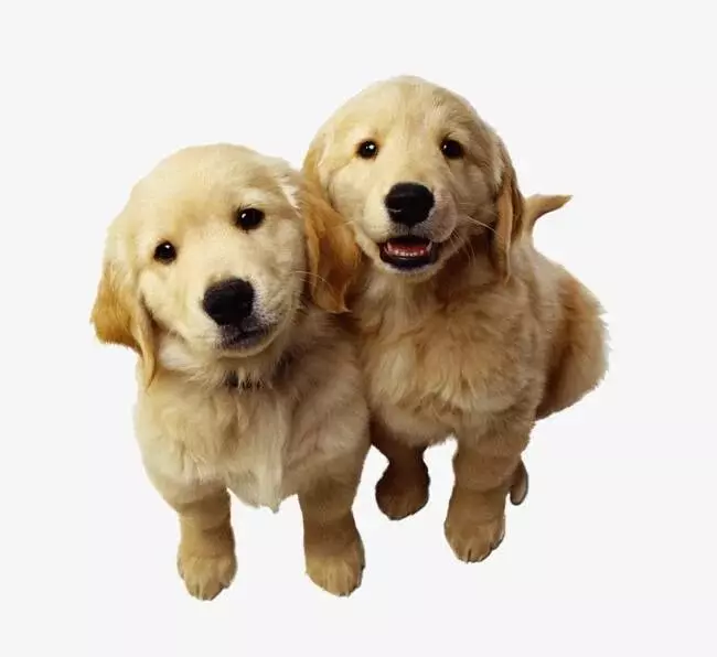 Кіно про собак - ТОП-11 фільмів