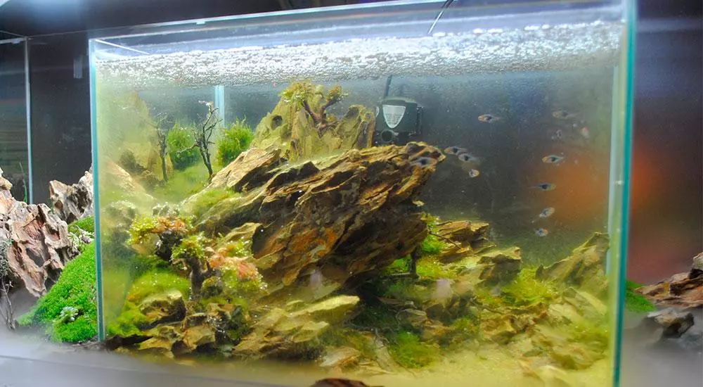 Як боротися з водоростями в акваріумі