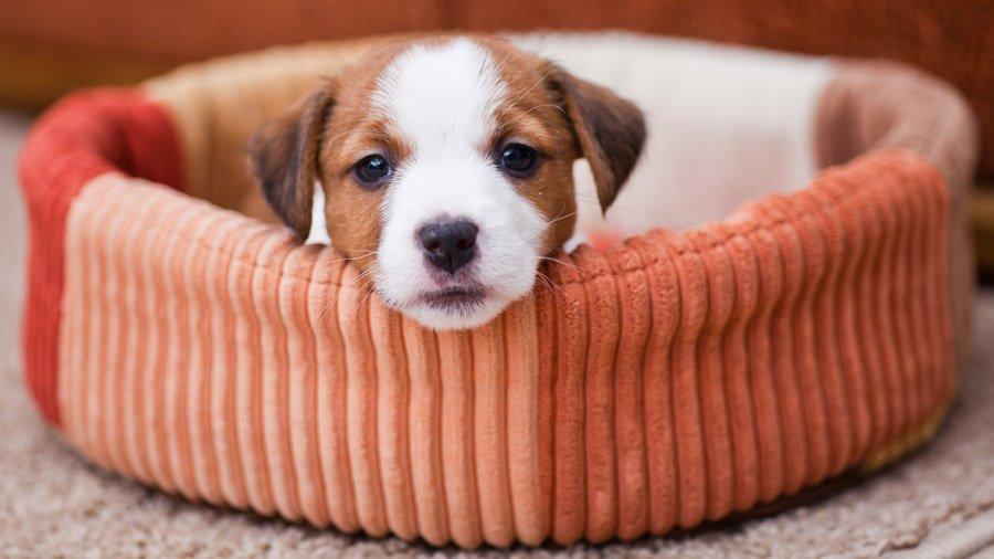 Особливості породи собаки Джек Рассел