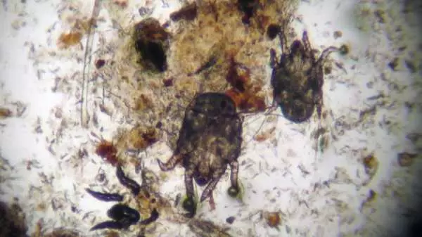 Вушний кліщ у собак