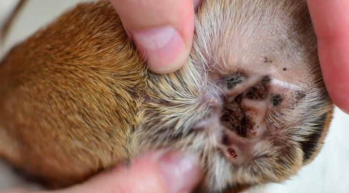 Ушной клещ у собак - [Обзор самых популярных средств борьбы]