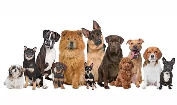 Алергія у собак