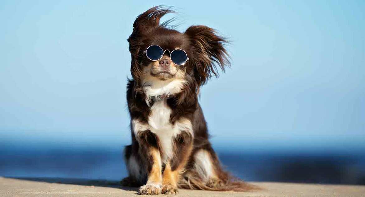 Клички для собак хлопчиків - Легкі та красиві