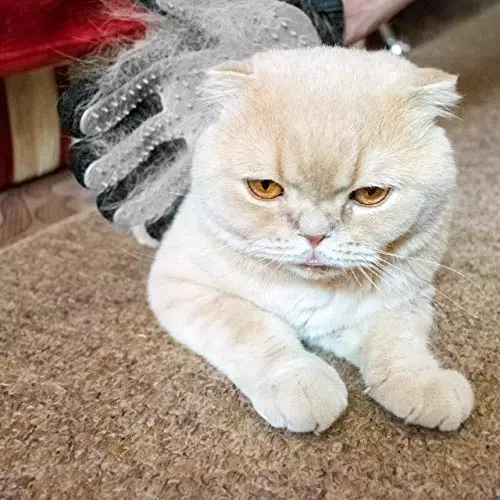 Как лечить аллергию у кошек