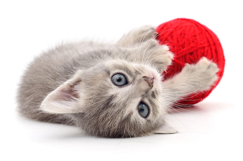 Підготовка кошеня до щепленні