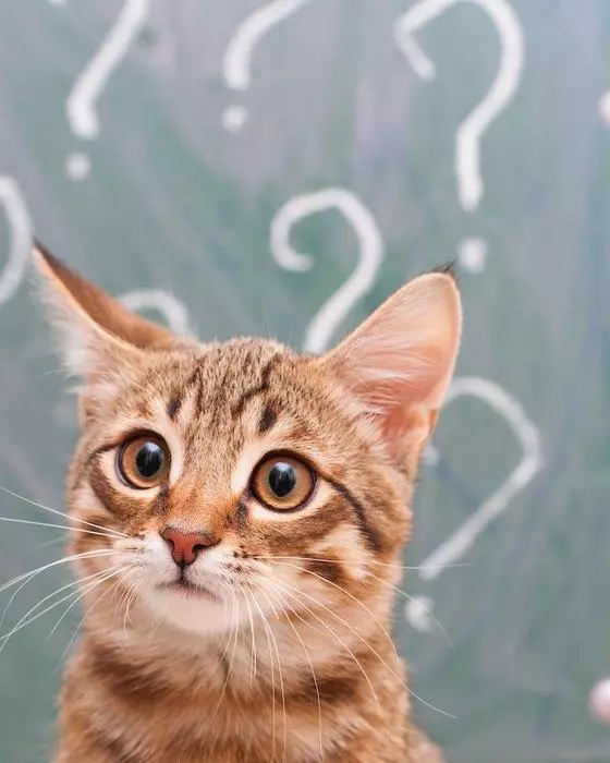 Як вивести лишай у кішки - Поради