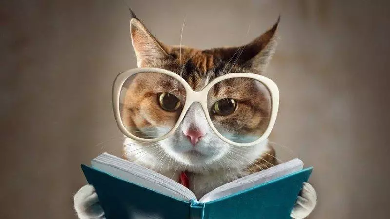 В якому віці краще робити кастрацію кота