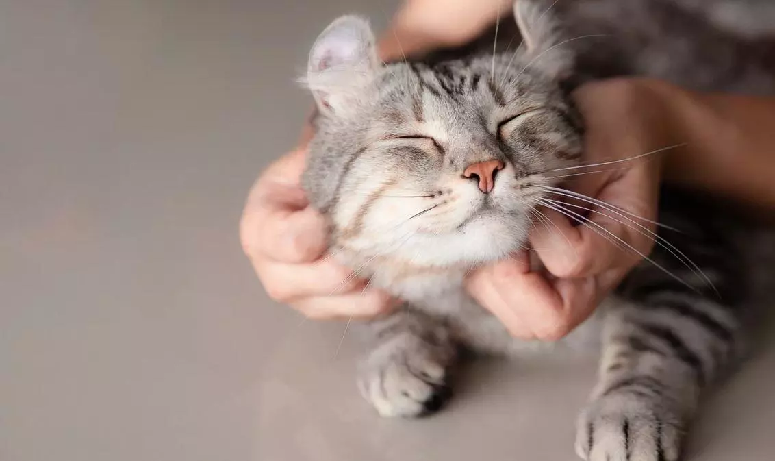 В якому віці краще робити кастрацію кота