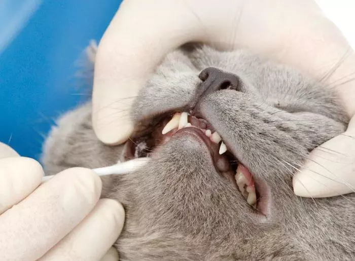 Як почистити зуби коту - Поради Як почистити зуби коту - Поради