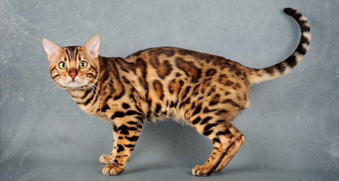 Яка найдорожча в світі кіт - Рейтинг порід