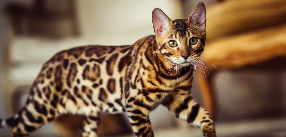 Яка найдорожча в світі кіт - Рейтинг порід