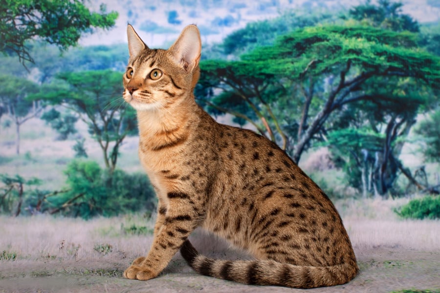 Яка найдорожча в світі кіт - Рейтинг порід