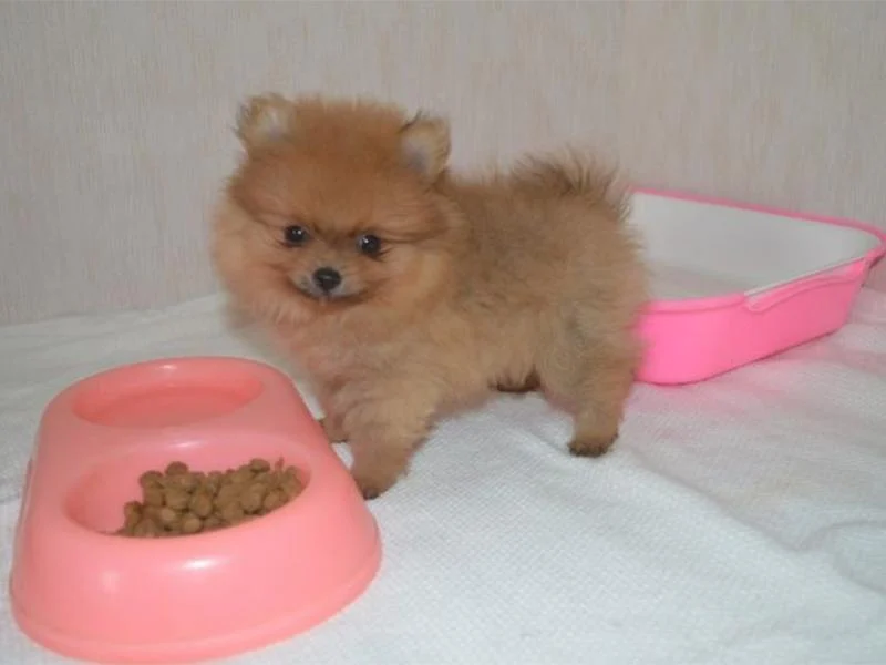 Собака породы шпиц