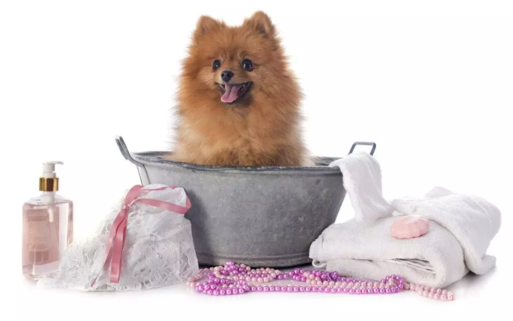 Собака породы шпиц