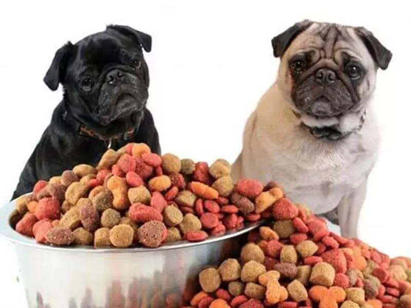 Собака породи мопс Собака породи мопс