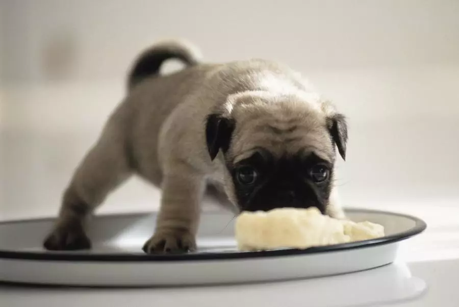 Собака породи мопс Собака породи мопс