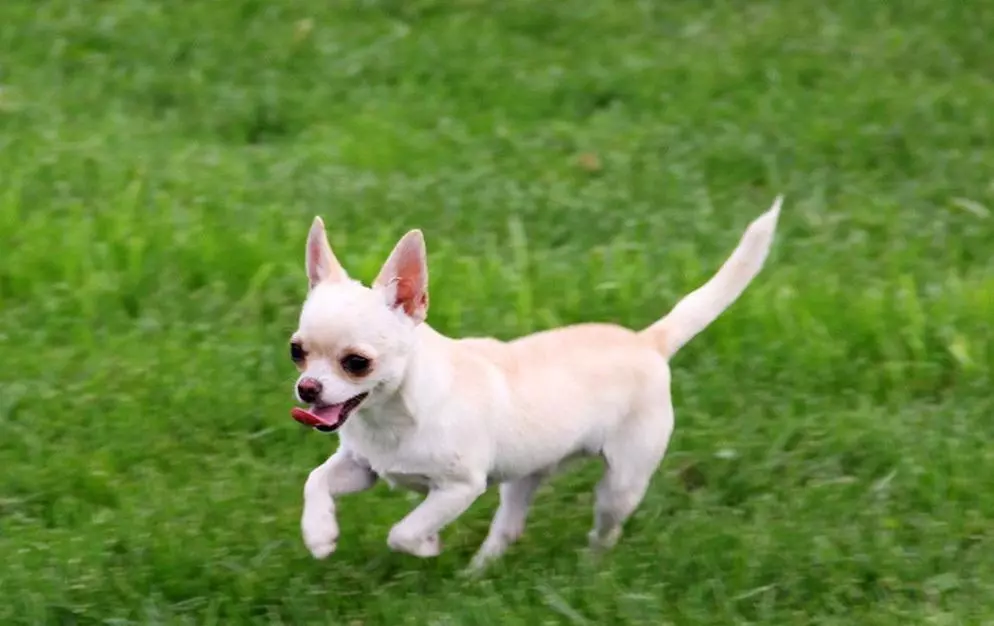 Собака породи чихуахуа Собака породи чихуахуа