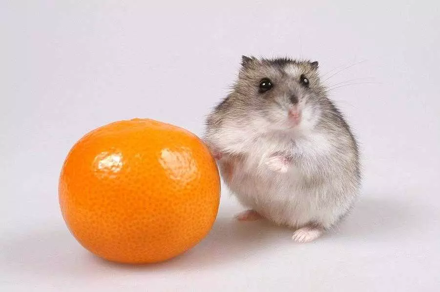 Чим годувати хомʼяка?
