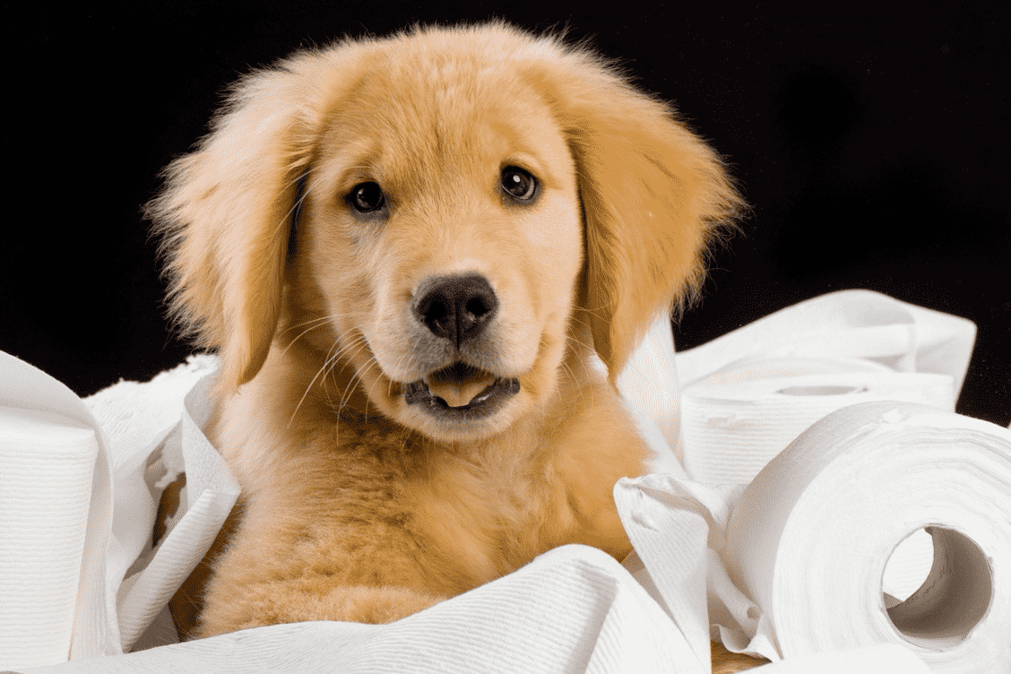 Як привчити собаку до пелюшці