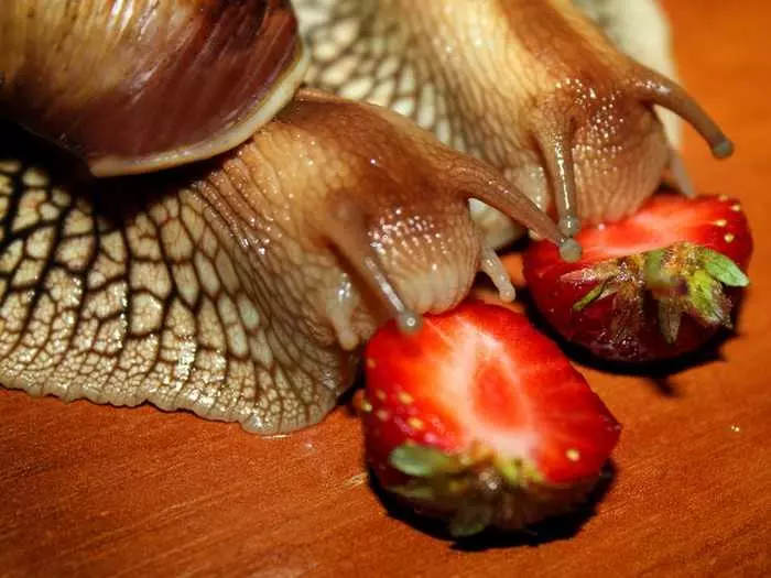 Чим годувати равликів ахатин