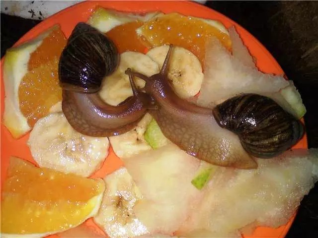 Чим годувати равликів ахатин