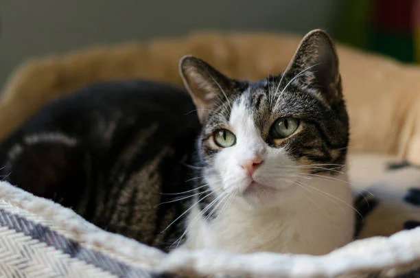 Клички для котів дівчаток