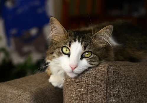 Клички для котів дівчаток