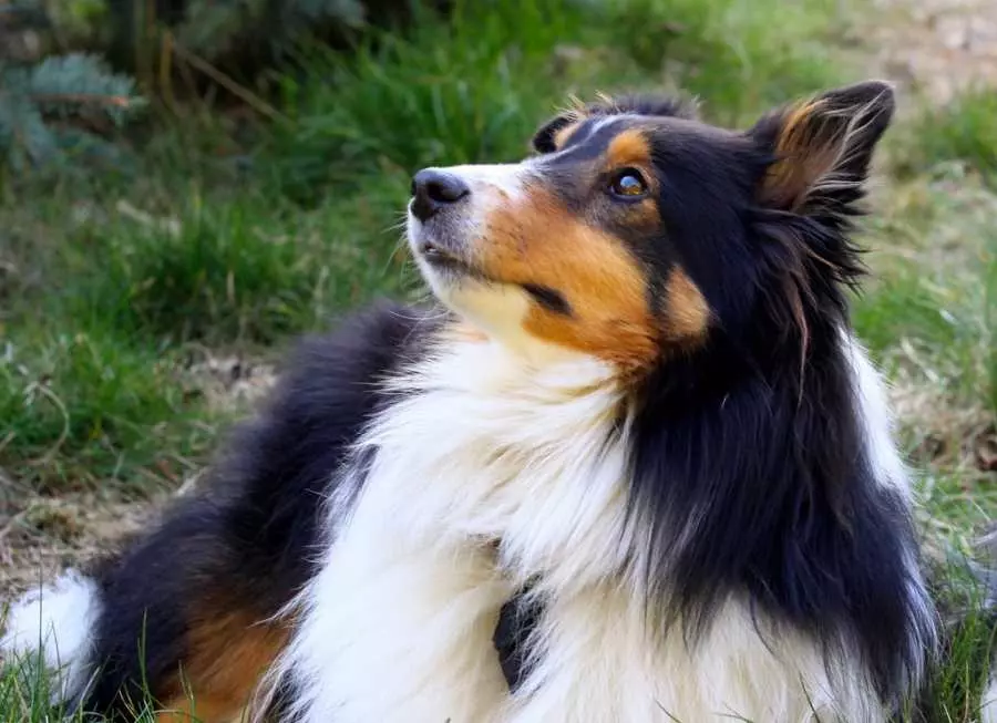 Найрозумніші породи собак в світі